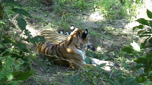Tiger in jungle resized.jpg